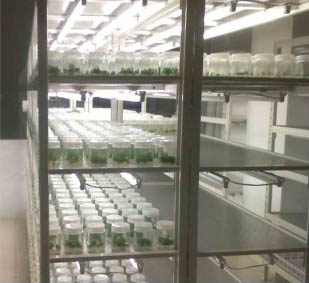 美順達(dá)培養(yǎng)架、樣品架展示